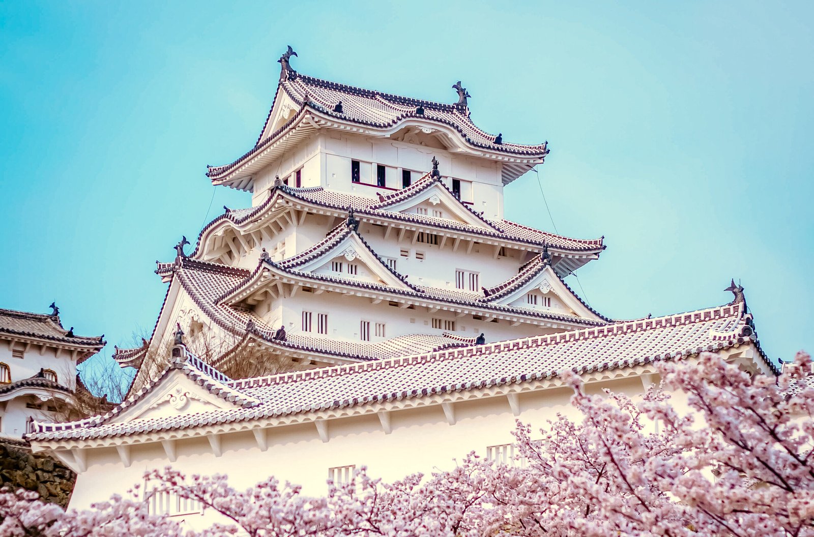 Festival de Sakura: Descubra 10 Locais Incríveis para Florescer em Cores.